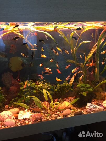 Аквариумные рыбки