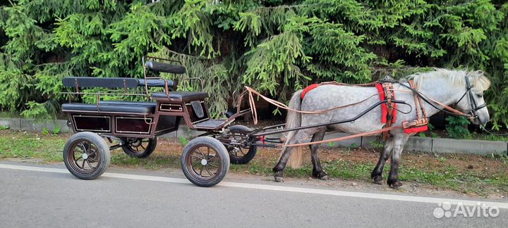 Пони на праздник, пони на мероприятие