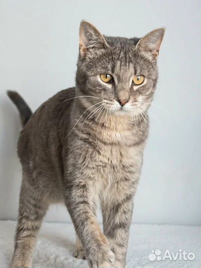 Котёнок мальчик