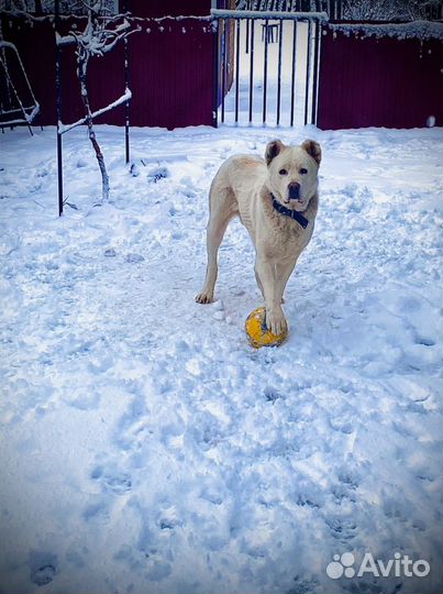 Кобель сао приглашает на вязку