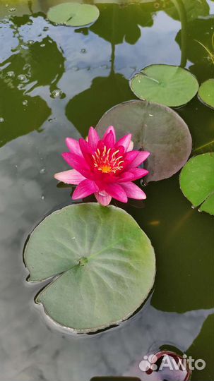 Оформление, чистка аквариума