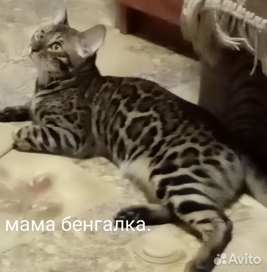 Бенгальские котята