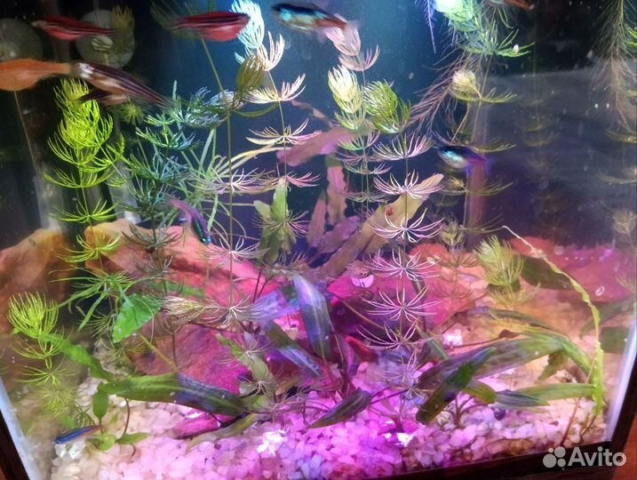 Готовый аквариум