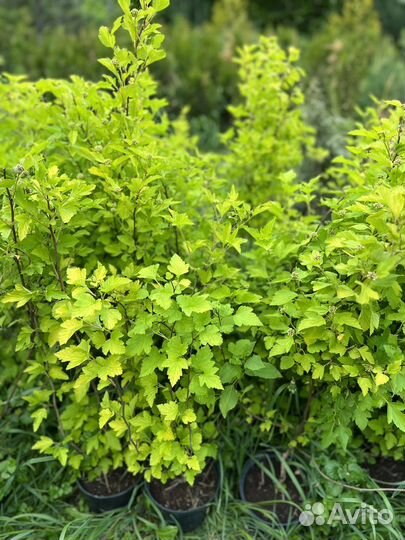 Пузыреплодник калинолистный