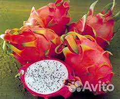 Кактус питахайя