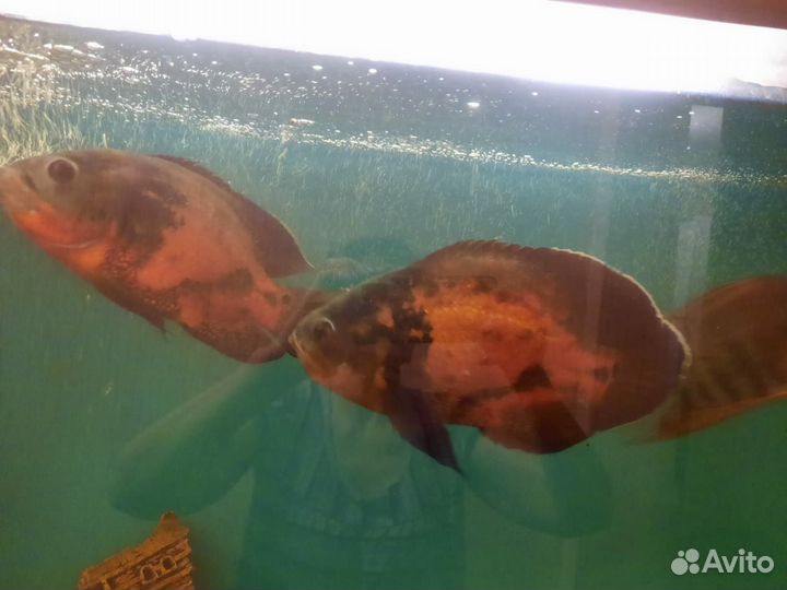 Астронотусы