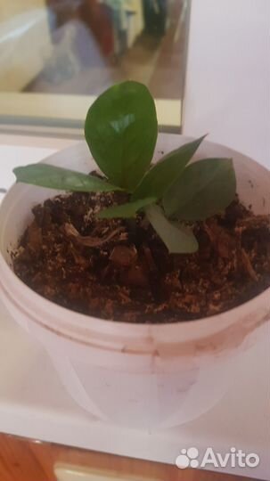 Замиокулькас