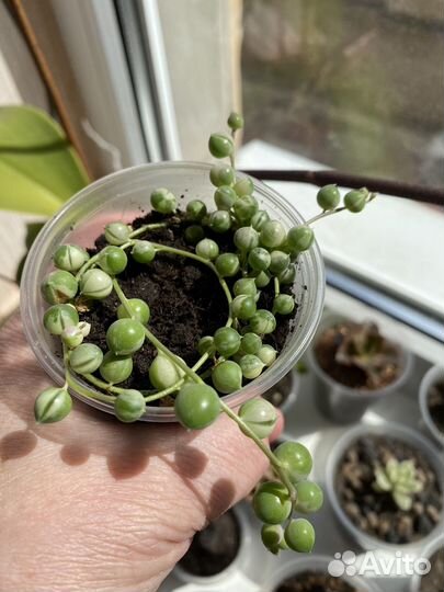 Суккуленты