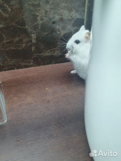 Джунгарский хомяк белый