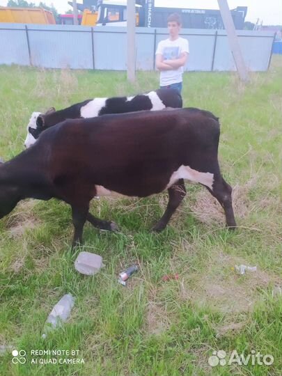 Продам корову и телку