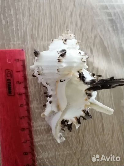 Морские ракушки и морская звезда