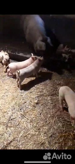Поросята