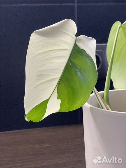 Монстера вариегатная Альба укорененная
