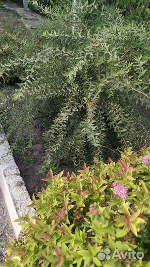 Спирея три вида