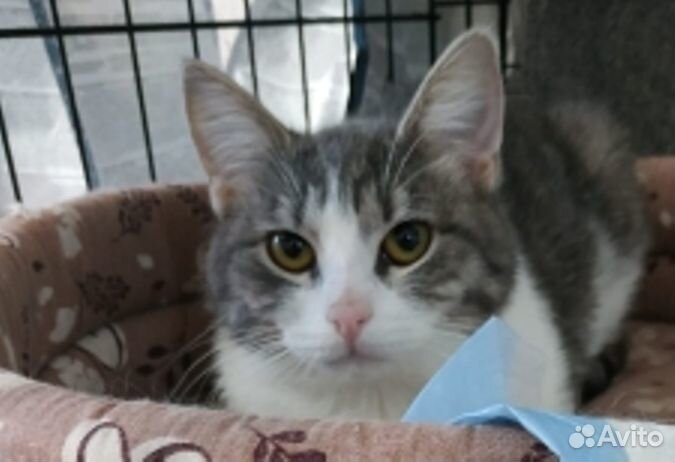 Девочки - красавицы в дар