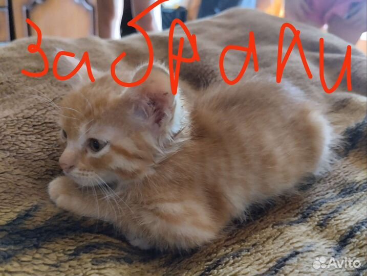 Котята в добрые руки