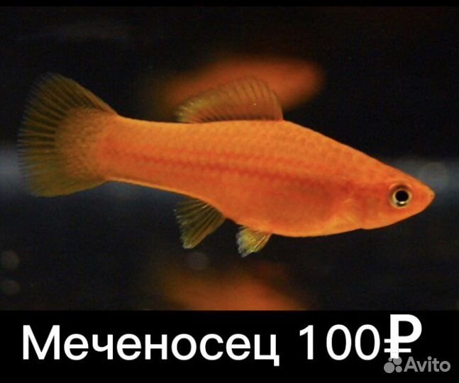 Аквариумные рыбки