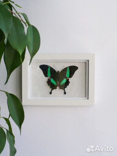 Бабочки в рамке