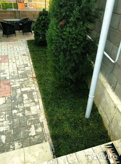 Рулонный газон