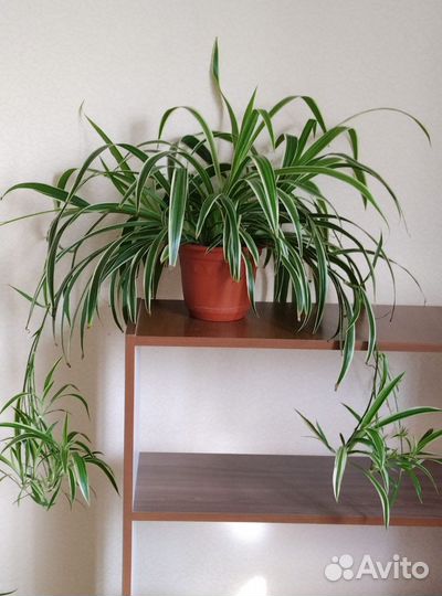 Хлорофитум Оушен