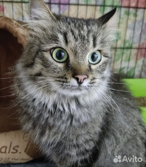 Василиса ищет дом и любящую семью