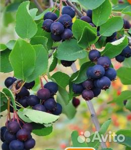 Ирга Канадская — Нортлайн, Смоуки, Тиссен, Хонивуд