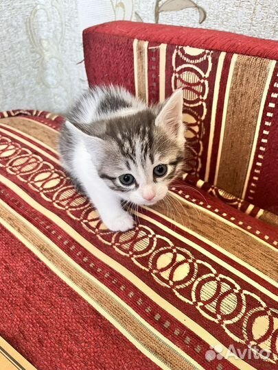 Котик и кошечка в добрые руки