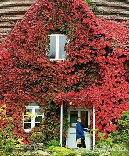 Княжек,климатис,Каприфоль,девичий виноград