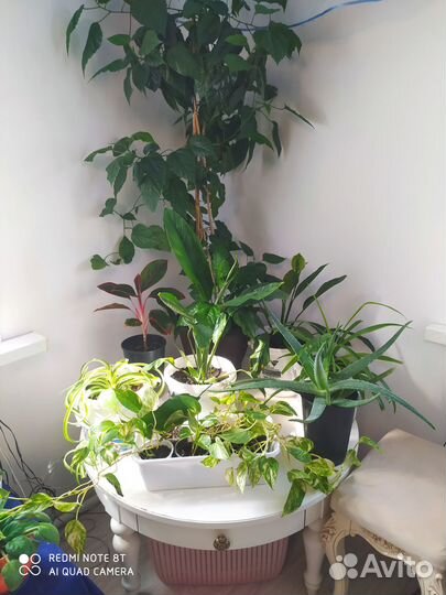Комнатные растишки (обмен)