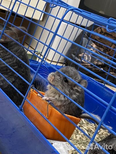 Продается шиншилла