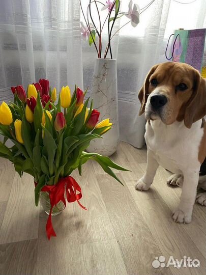 Бигль для вязки