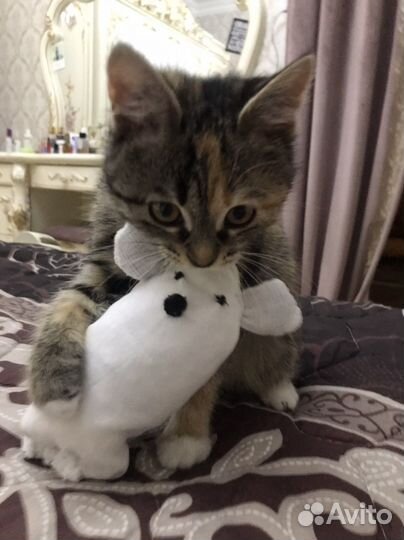 В хорошие руки