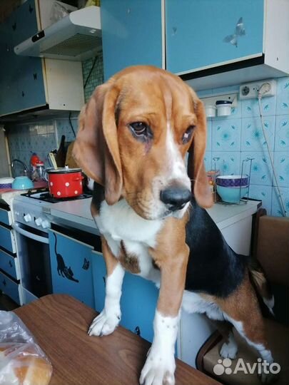 Бигль вязка