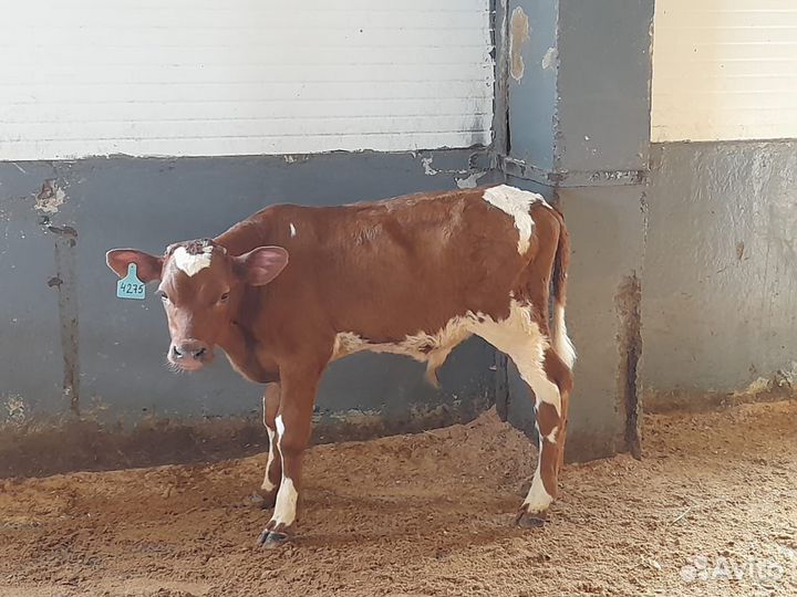 Бычки и телята