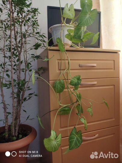 Комнатные растения