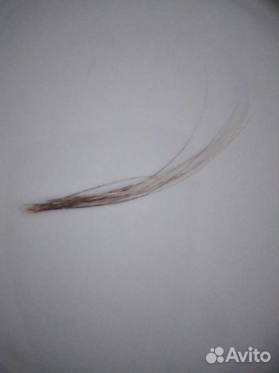 Усы,вибрисы сиамского кота