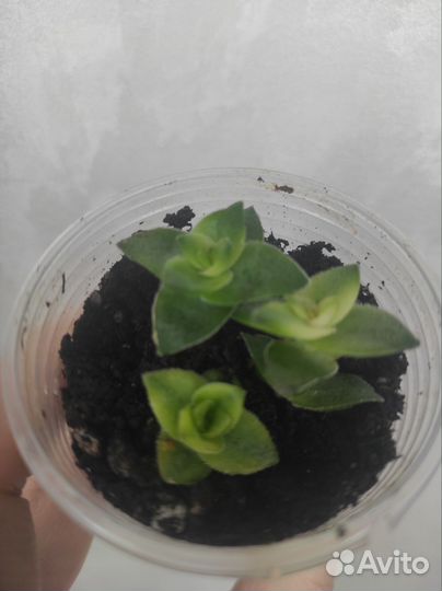 Крассула, кактусы