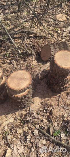 Спилы дуба