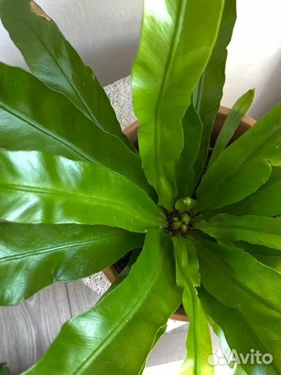 Папоротник асплениум, горшок 