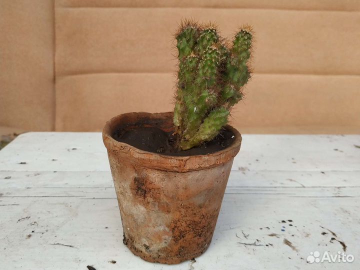 Кактус скала