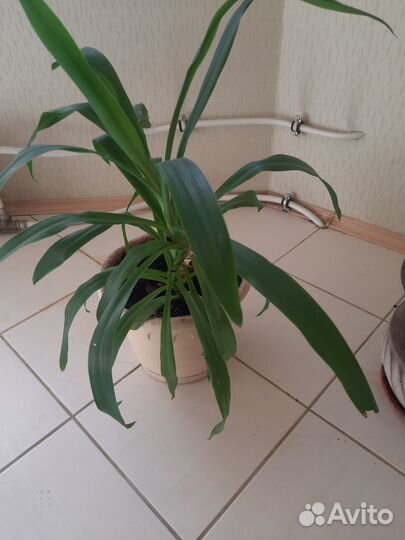 Комнатные растения