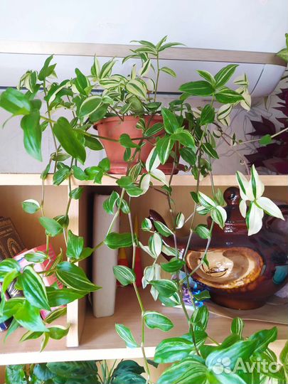 Традесканция жёлтый холм и зебрина