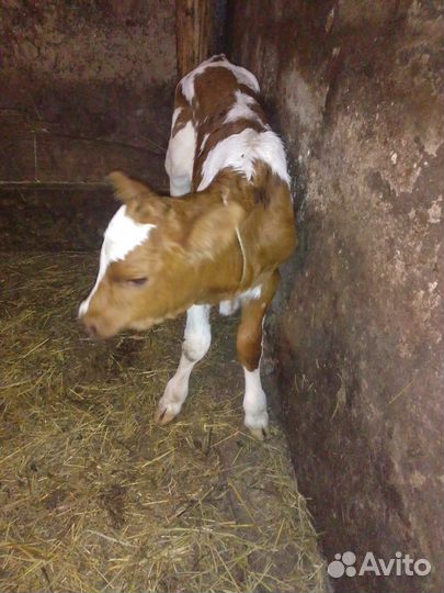 Телята бычки