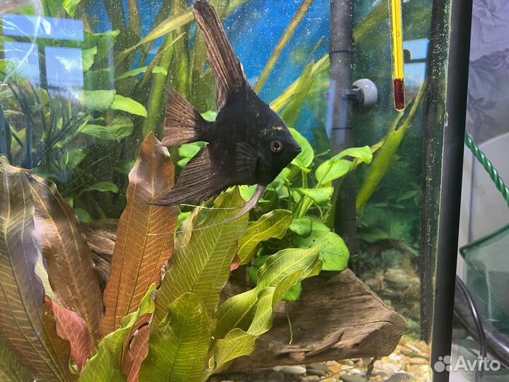 Аквариумное растение