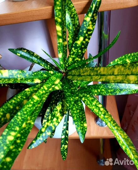 Кротон узколистный