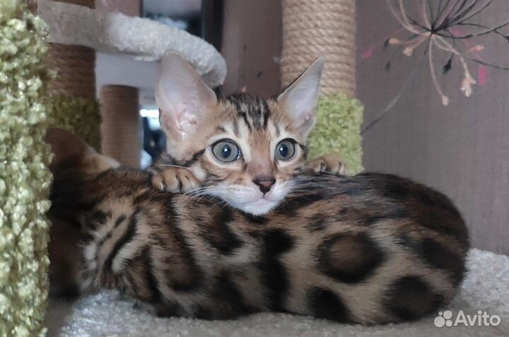 Бенгальские котята в любимцы или разведение