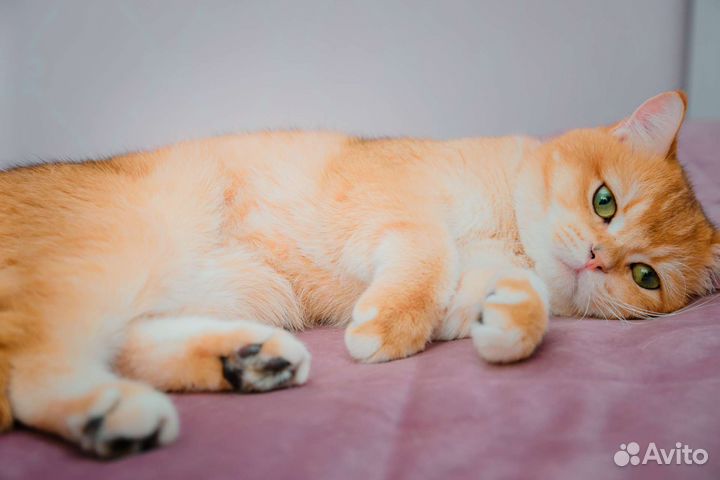 Британский кот вязка