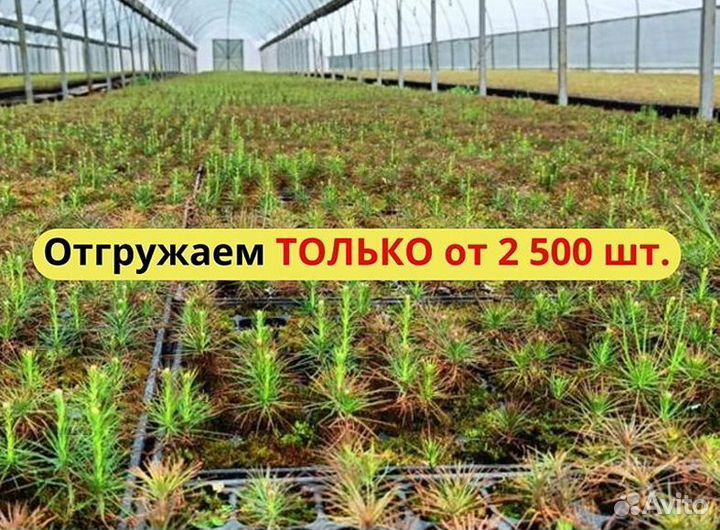 Саженцы сосны зкс от производителя