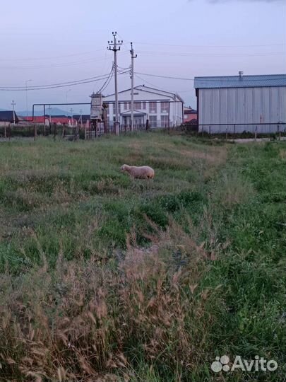 Овцы бараны