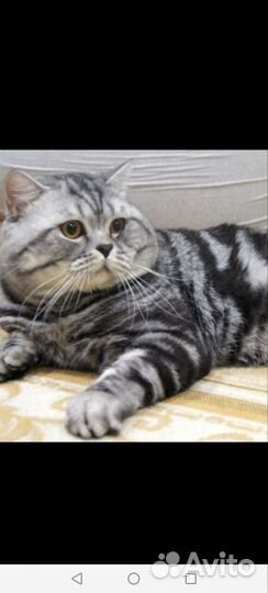 Шотландские вислоухие котята